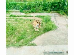 -上海野生动物园