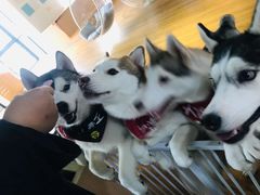 -Husky Go! 哈士奇体验馆·宠物咖啡厅狗咖