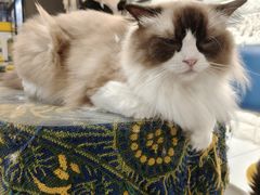 -平行世界·猫咖(首经贸店)