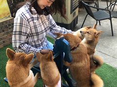 -柴犬高等学院·狗咖·柴犬售卖·宠物训练