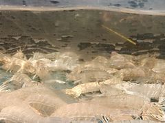 -龙宴海鲜城(经中路店)