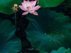 -白鹭湾湿地公园