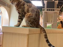 -猫和宫(六道口店)