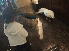 -西双版纳融创皇冠假日度假酒店