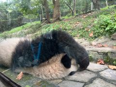 -都江堰中华大熊猫苑