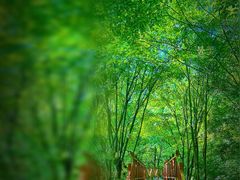 -青峰峡国家森林公园