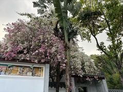 -深圳国际园林花卉博览园