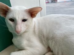 -飞行喵MR PILOT|猫舍·猫咖(静安大融城店)