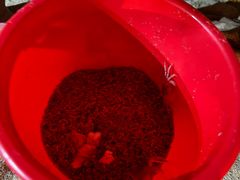 -亚龙湾希尔顿自助餐厅·海鲜·烧烤·沙滩BBQ·现场乐队