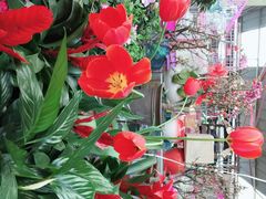 -曲阳花鸟市场(曲阳路店)