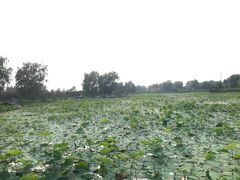 -羊亭河湿地公园