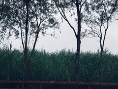 -绿堤公园
