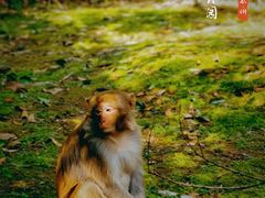 -苏州上方山国家森林公园