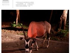 -清迈夜间动物园