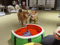 -逗柴咖啡屋·狗咖猫咖宠物桌游