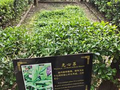 -比干庙景区