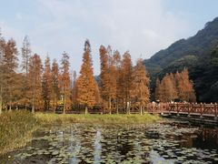 -广州市石门国家森林公园
