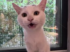 -北京观赏动物医院·24小时大型综合·猫专科·异宠专科