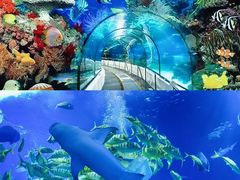 -太平洋海底世界