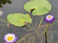 -云溪植物园