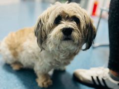 -北京赛佳动物医院