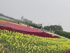 -杭州湾海上花田景区
