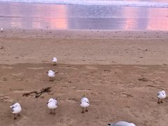 -Dooley's Premium Ice Cream