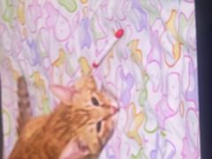 -纳吉亚猫专科动物医院·北北分院