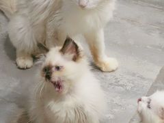 -楼上猫咖(罗湖店)