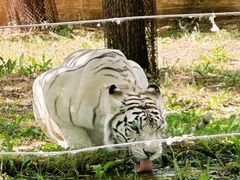 -秦皇岛野生动物园