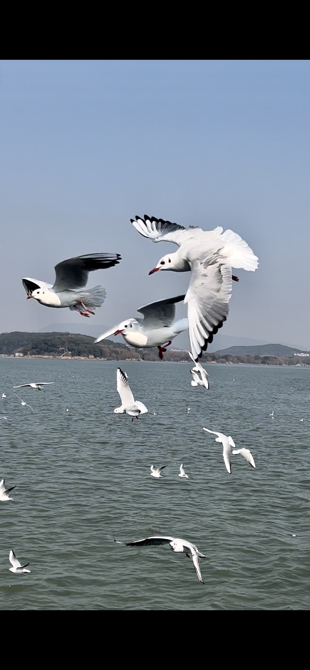 最美大海海鸥图片图片