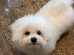 -仁华宠物医院(青羊店)