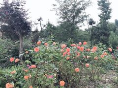 -都江堰玫瑰花溪谷