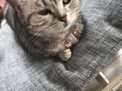 -海边的猫和咖啡馆