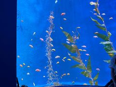 -欢乐海岸海洋奇梦馆