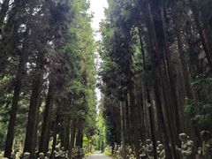 -武陵山森林公园