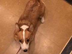-1013 PET SHOP 宠物商店(近铁城市广场店)