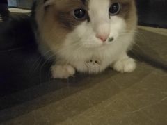 猫宝-咖法森林·咖啡  酒吧(天河店)