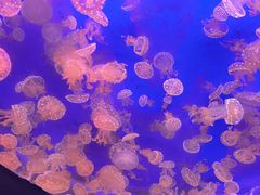-江和美海洋公园