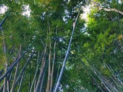 -水濂山森林公园