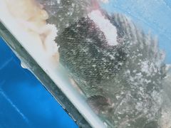 -宾朋海鲜特色美食餐厅·纯手工鲅鱼水饺(兴海路店)