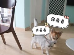 -艾吉宠物医院·疑难杂症转诊中心·猫友好(碧江路院)