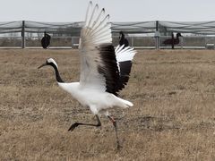 -盐城丹顶鹤湿地生态旅游区