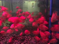 -南美元生态大酒店(海珠店)