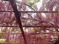 -嘉定紫藤园