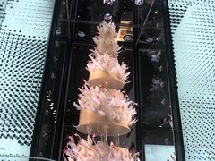 -BLACKSWAN黑天鹅(环球店)