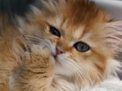 -翊宠yipet猫狗购宠庄园犬舍•猫舍