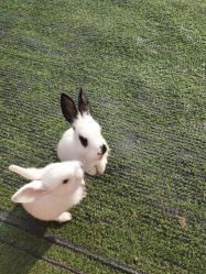 -萌宠亲子动物乐园(槐房万达店)