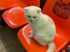 -猫咪博物馆(顶澳仔猫街店)