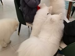 -安格丽娜·狗咖·猫咖羊驼咖(春熙路百盛商场店)